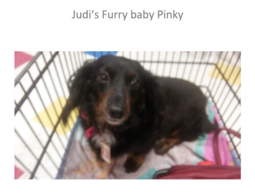 Pinky, Judi’s Furry Valentine